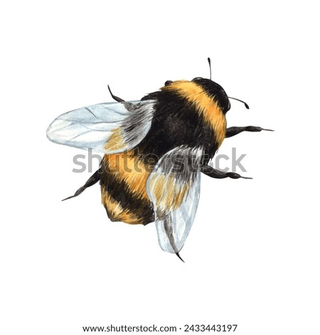 Watercolor drawing of a bumblebee in flight. Illustration hand drawn on white background, suitable for menu design, packaging, poster, website, textile, invitation, brochure, textile.