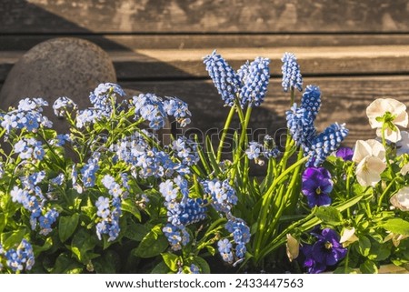 Blue forgetmenots, mini hyacinths and pansies on wooden background.