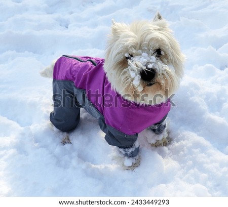 Westie, small fluffy white dog West Highland White Terrier  in a bright overalls with some snow on his face against the background of snow, winter games in the fresh air, close-up portrait