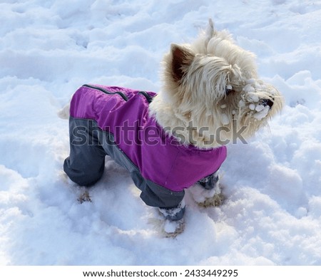 Westie, small fluffy white dog West Highland White Terrier  in a bright overalls with some snow on his face against the background of snow, winter games in the fresh air, close-up portrait