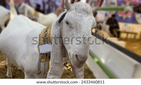 Beautiful goat are standing on a farm.