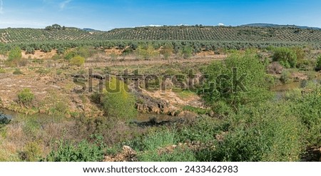 Panoramic photography of Andalusia, travel through an infinite ocean of olive trees at sunset