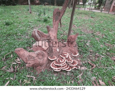 It is a fabulous picture of mushroom near the trunk of an old plant. It is an absolute wonder in the park. The area is surrounded by other trees.