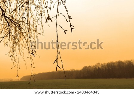 In the foreground of the bare twigs of the tree, in the background field with trees, foggy landscape, orange sky, cold weather, horizon, color photo
