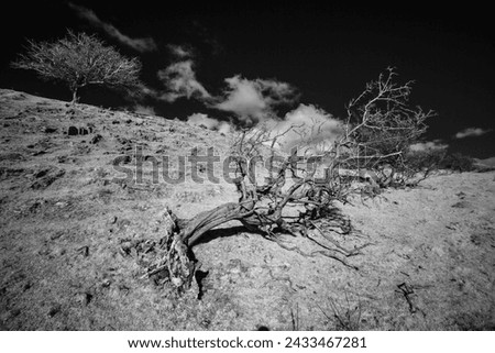 Fallen torn tree on a hillside