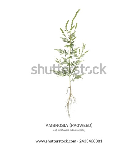 Ragweed (ambrosia). An annual plant medicinal in folk medicine, a malicious weed, a strong natural allergen. Vector realistic drawing with leaves, seeds, root and title, isolated on white background. Royalty-Free Stock Photo #2433468381