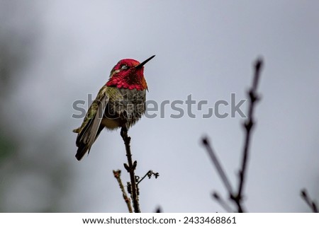 Taken on January 31, 2021 in Seattle, WA , this enchanting photo reveals a hummingbird perched on a tree branch. The tiny jewel displays a captivating color shift to pink.
