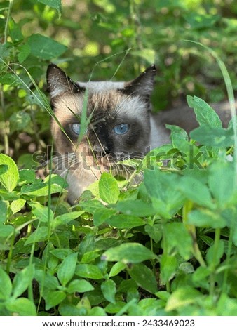 adult cat behind the grass