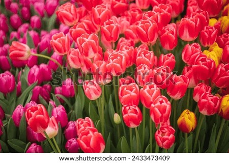 colorful tulips in the garden Royalty-Free Stock Photo #2433473409