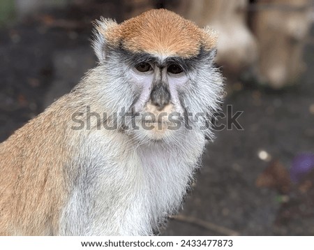 portrait of monkey on the safari 