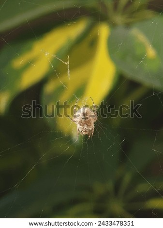 Magnificent close-up of a common garden spider, showcasing its intricate web design. Ideal for nature, entomology, and invertebrate studies. Royalty-Free Stock Photo #2433478351