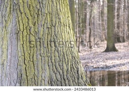 bark of a mature tree in the forest. Textured Close-up
