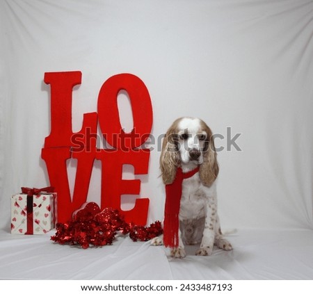
Photographs of dogs on the occasion of Valentine's Day in close-up and white background