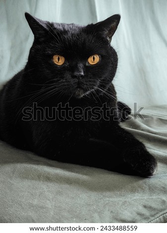 Black Scottish Straight cat with amber eyes. Friday the 13th. A black cat. Scottish straight-eared cat. Purebred cat. Home life. A four-legged friend. Mystical animal. Black animal.