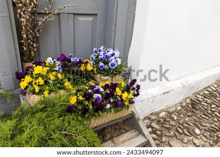 Viola tricolor, potted colorful decorative flowers stands in front of an old wooden door