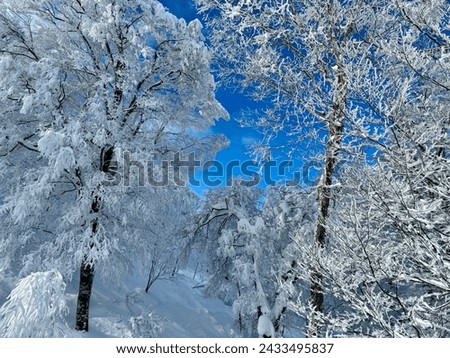 snow-covered trees against a backdrop of a blue sky in a Japanese ski field captures the serene beauty of winter, with frosted trees standing out against the clear sky, conveying a peaceful and pictur