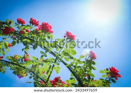 Roses in a park in nature against a blue sky