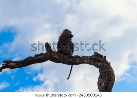 Olive baboon (Papio anubis), also called the Anubis baboon, sitting on a dried tree in Serengeti National Park in Tanzania