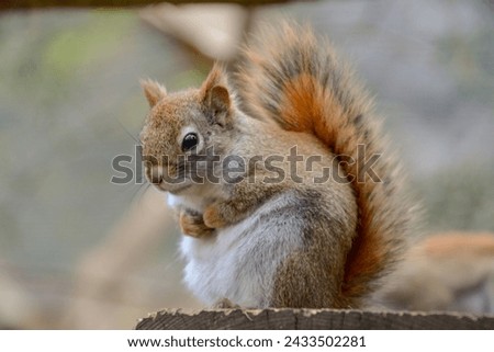 Adorable little Canadian squirrel in spring