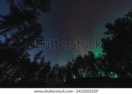 Photo wallpaper of the night forest. Trees against the background of a starry sky with northern lights. 