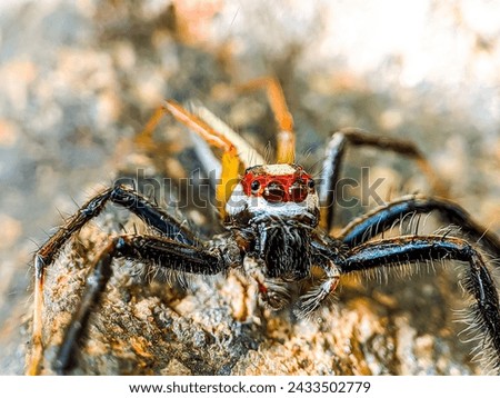 The two-striped jumper, or Telamonia dimidiata, is a jumping spider found in various Asian tropical rain forests, 