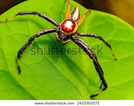 The two-striped jumper, or Telamonia dimidiata, is a jumping spider found in various Asian tropical rain forests, 