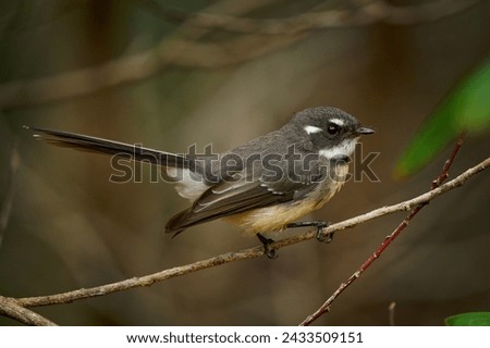 Grey Fantail - Rhipidura albiscapa - small insectivorous bird. It is a common fantail found in Australia (except western desert areas), the Solomon Islands, Vanuatu and New Caledonia.  Royalty-Free Stock Photo #2433509151