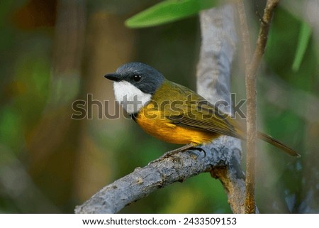 New Caledonian Whistler - Pachycephala caledonica  bird in the family Pachycephalidae, endemic to New Caledonia, small like flycatcher bird with yellow belly and white throat. Royalty-Free Stock Photo #2433509153