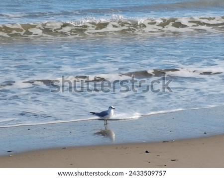Beautiful picture see said animal gull small gull