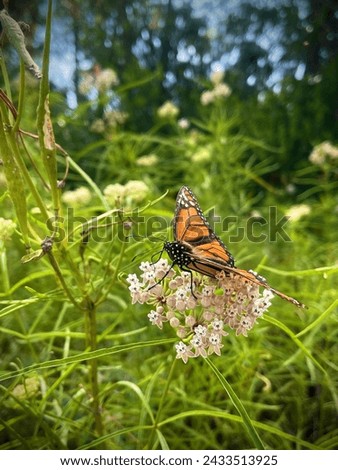 Monarch butterfly on a milkweed plant Royalty-Free Stock Photo #2433513925