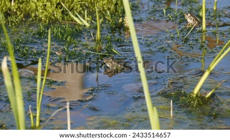 Pelophylax ridibundus, Regulating the temperature in the sun and oxygenating. The Marsh frog, at the pond. Late winter season  Royalty-Free Stock Photo #2433514657