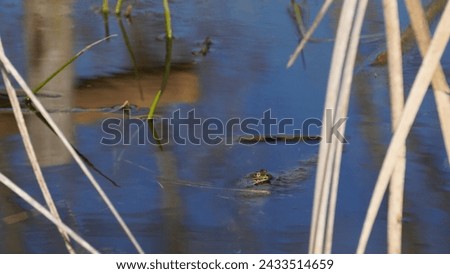Pelophylax ridibundus, Regulating the temperature in the sun and oxygenating. The Marsh frog, at the pond. Late winter season  Royalty-Free Stock Photo #2433514659