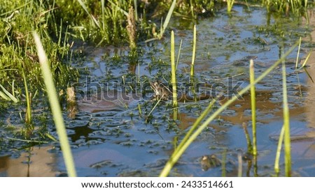 Pelophylax ridibundus, Regulating the temperature in the sun and oxygenating. The Marsh frog, at the pond. Late winter season  Royalty-Free Stock Photo #2433514661