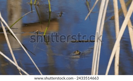 Pelophylax ridibundus, Regulating the temperature in the sun and oxygenating. The Marsh frog, at the pond. Late winter season  Royalty-Free Stock Photo #2433514663