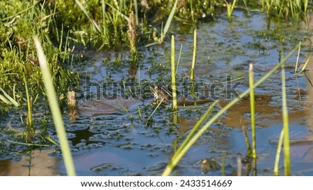 Pelophylax ridibundus, Regulating the temperature in the sun and oxygenating. The Marsh frog, at the pond. Late winter season  Royalty-Free Stock Photo #2433514669