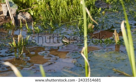 Pelophylax ridibundus, Regulating the temperature in the sun and oxygenating. The Marsh frog, at the pond. Late winter season  Royalty-Free Stock Photo #2433514681