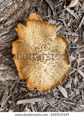 Rustgill mushroom growing in mulch Royalty-Free Stock Photo #2433515149