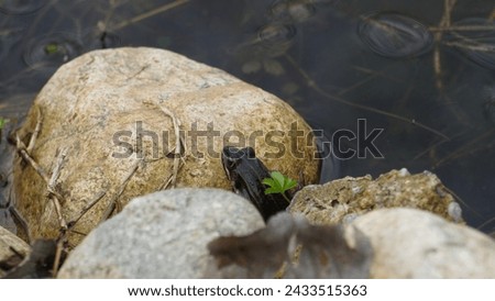 Pelophylax ridibundus, Regulating the temperature in the sun on the rock. The Marsh frog, at the pond. Late winter season  Royalty-Free Stock Photo #2433515363