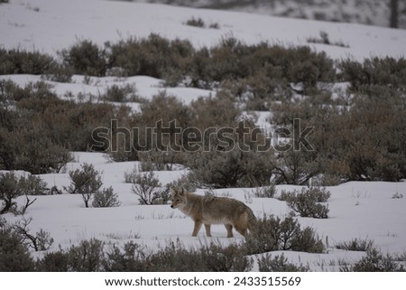 In its quest for sustenance, a coyote's delicate steps through the snow paint a picture of wildlife endurance.
