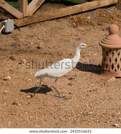 The western cattle egret, (Bubulcus ibis) is a species of heron (family Ardeidae) found in the tropics. Fauna of the Sinai Peninsula. Royalty-Free Stock Photo #2433516631