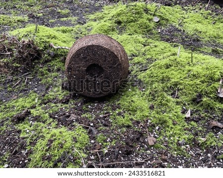 Root bound plant roots, pot bound Royalty-Free Stock Photo #2433516821