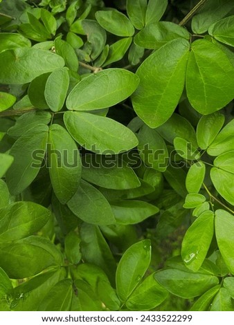 Leaft abstract background with branch
