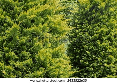 Row of ParkBenches in a Green Park among green firs and thuja Royalty-Free Stock Photo #2433522635