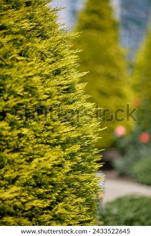 Row of ParkBenches in a Green Park among green firs and thuja Royalty-Free Stock Photo #2433522645