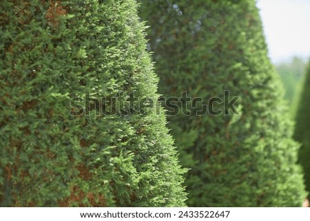 Row of ParkBenches in a Green Park among green firs and thuja Royalty-Free Stock Photo #2433522647