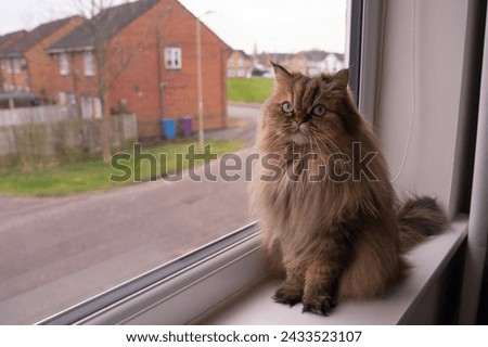 persian chinchilla cat wit green eyes Royalty-Free Stock Photo #2433523107