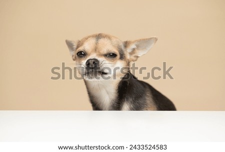 Chihuahua dog on a plain beige studio background grimacing, funny evil face