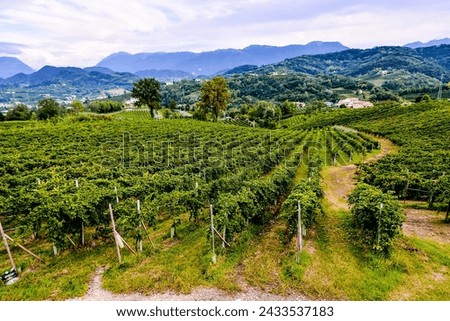 Photo Picture of a Beautiful Grape Fruit Vineyard Ready to Produce Wine
