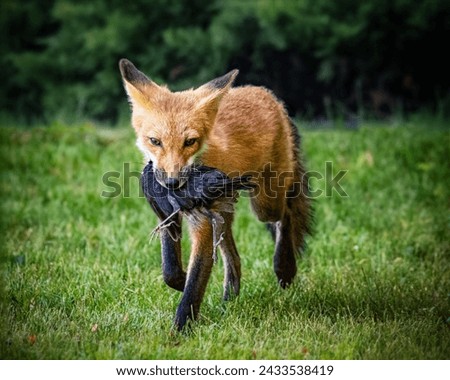 Fox carrying a Common Grackle in its mouth Royalty-Free Stock Photo #2433538419