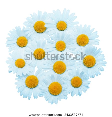Blue daisy flowers bouquet isolated on white background. Flat lay, top view. Floral pattern, object